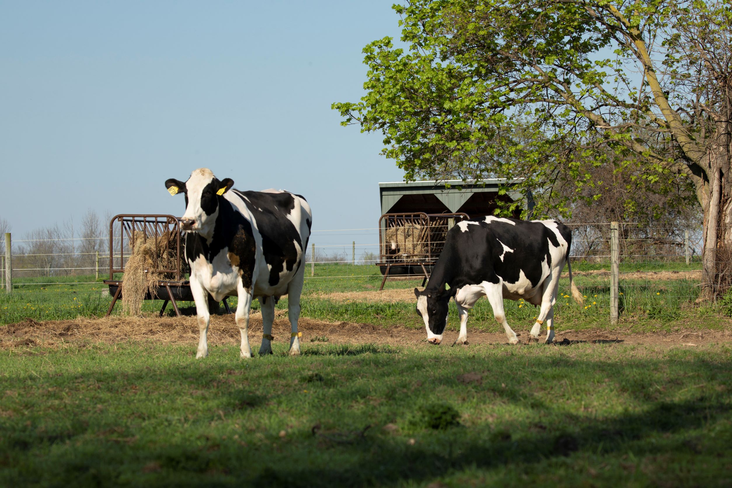 Pizza Hut Partners With Dairy Farmers of America On Innovative Farm